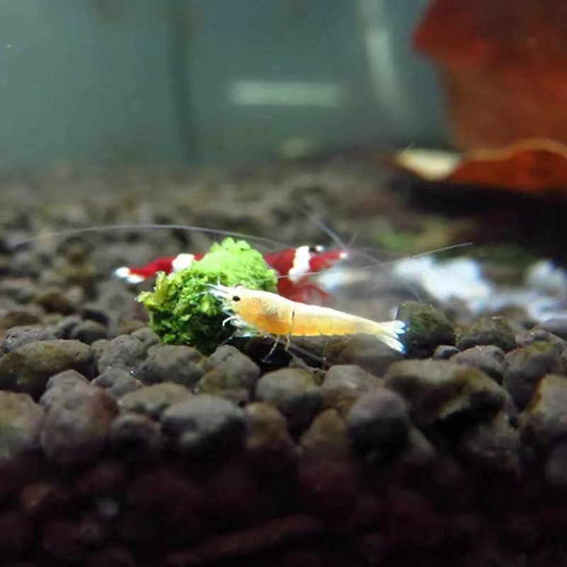 Spinach Shrimp Feed Ornamental - Seaweed Snack 评论和价格